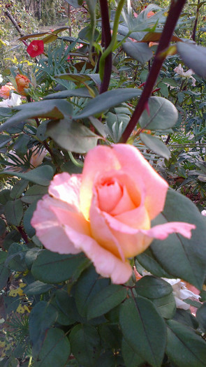 Picture 060 - valul III de inflorire