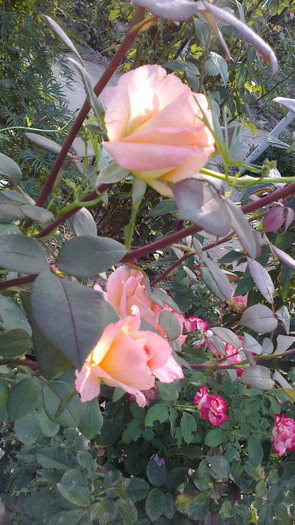 Picture 061 - valul III de inflorire