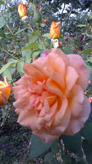 Picture 066 - valul III de inflorire