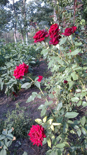 Picture 067 - valul III de inflorire