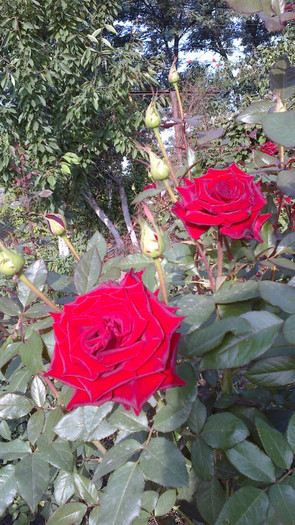 Picture 068 - valul III de inflorire