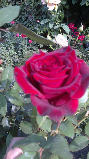 Picture 069 - valul III de inflorire