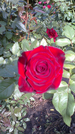 Picture 070 - valul III de inflorire