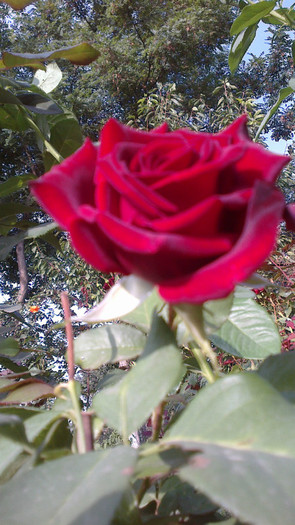 Picture 071 - valul III de inflorire