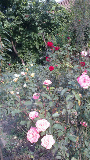 Picture 073 - valul III de inflorire