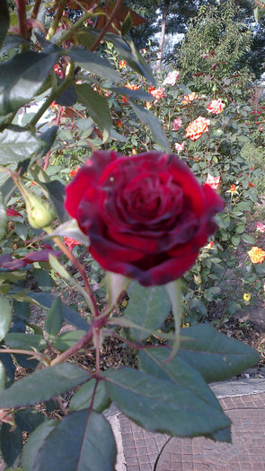 Picture 074 - valul III de inflorire