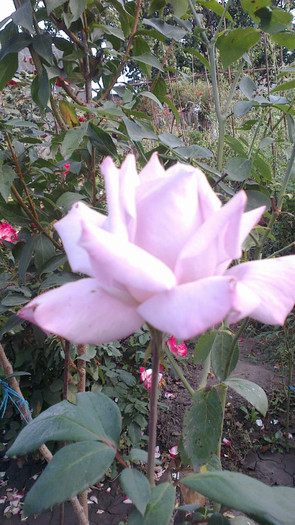 Picture 075 - valul III de inflorire