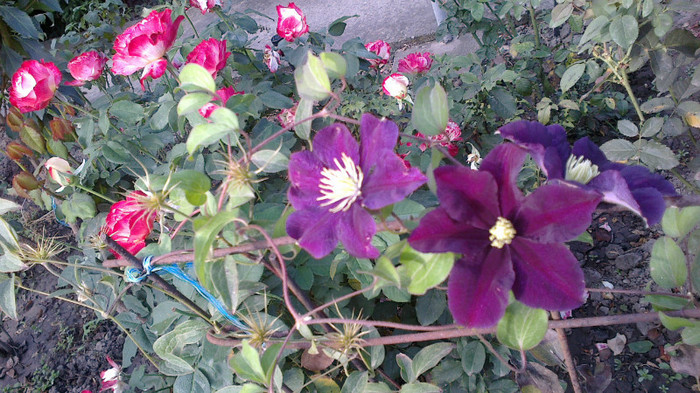 Picture 076 - valul III de inflorire