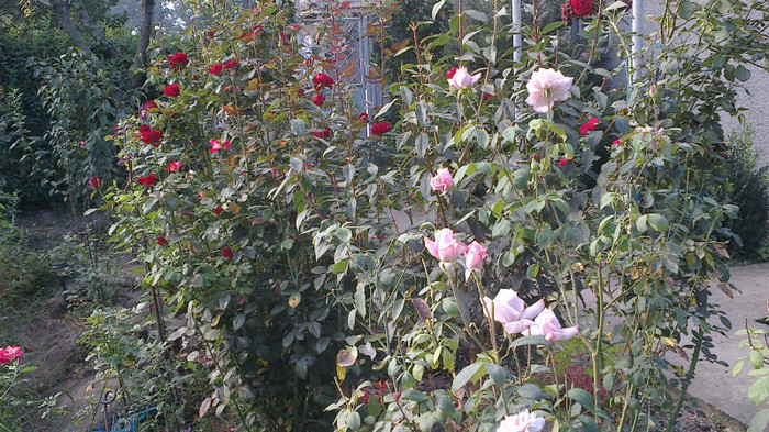 Picture 079 - valul III de inflorire