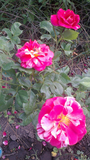 Picture 081 - valul III de inflorire