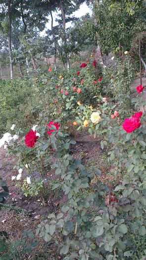 Picture 082 - valul III de inflorire