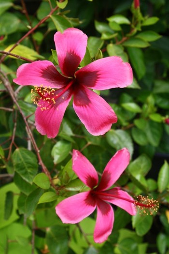 Hibiscus - fijian island
