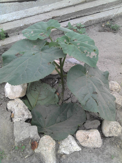 2012-09-16 11.07.53 - Paulownia