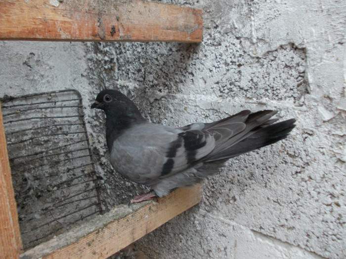 Picture 038 - 2012-2