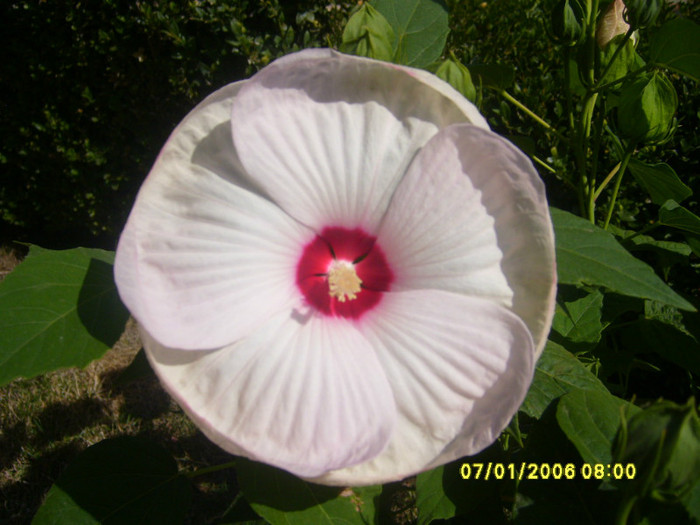 hibiscus XXL Alb - Achizitii 2012