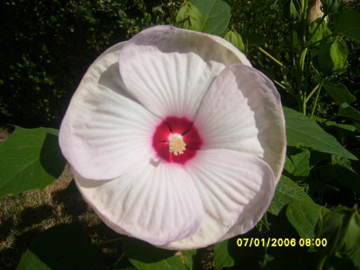 hibiscus XXL Alb