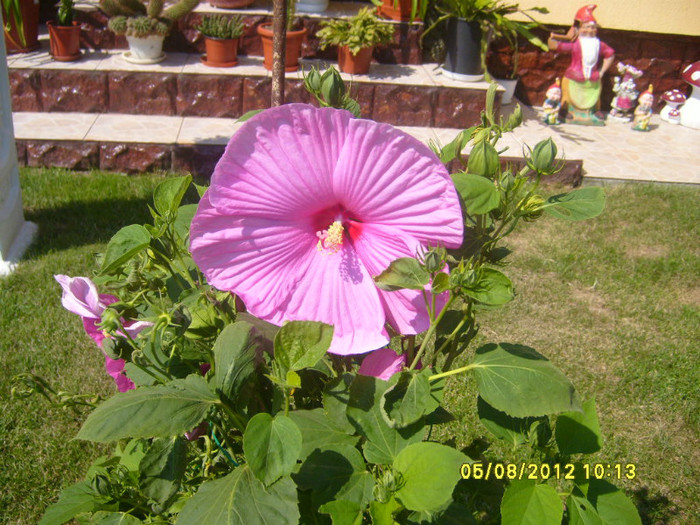 hibiscus XXL Roz - Achizitii 2012