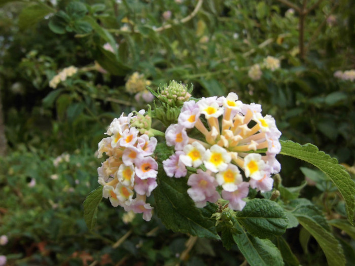 lantana