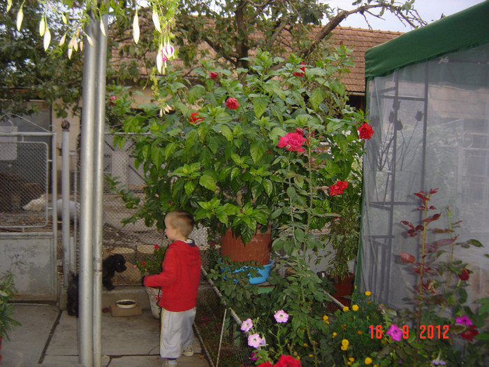 Picture 442 - 09-2012-HIBISCUS