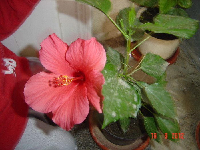 Picture 440 - 09-2012-HIBISCUS