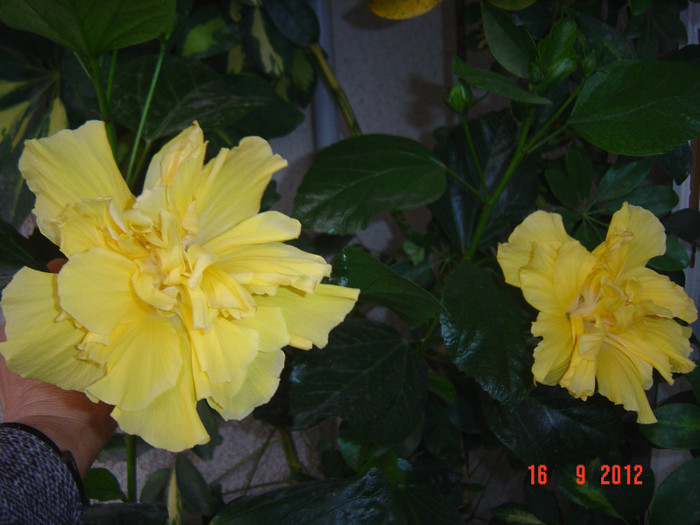 Picture 441 - 09-2012-HIBISCUS