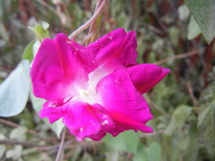 Double Pink Morning Glory (2012, Sep.16) - Double Pink Ipomoea Nil