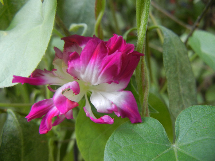 Double Pink Morning Glory (2012, Sep.17) - Double Pink Ipomoea Nil