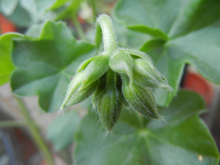 Ivy geranium Lia (2012, Sep.06) - Ivy-geranium Lia