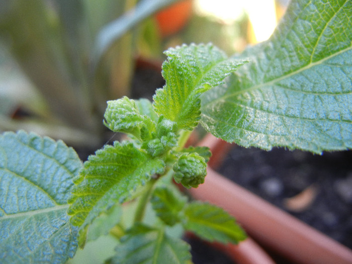 Lantana camara (2012, Sep.08)