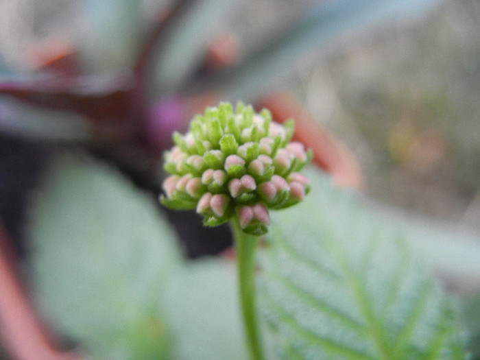 Lantana camara (2012, Sep.16)