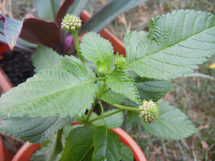 Lantana_Wild Sage (2012, Sep.16) - Lantana camara