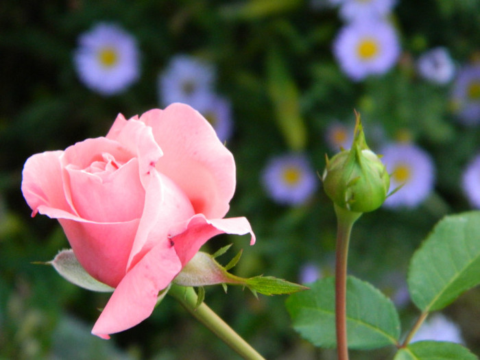 147 - CORAL DOWN-catarator ROZ