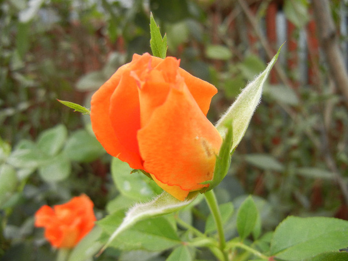 Rose Monica (2012, September 12) - Rose Monica