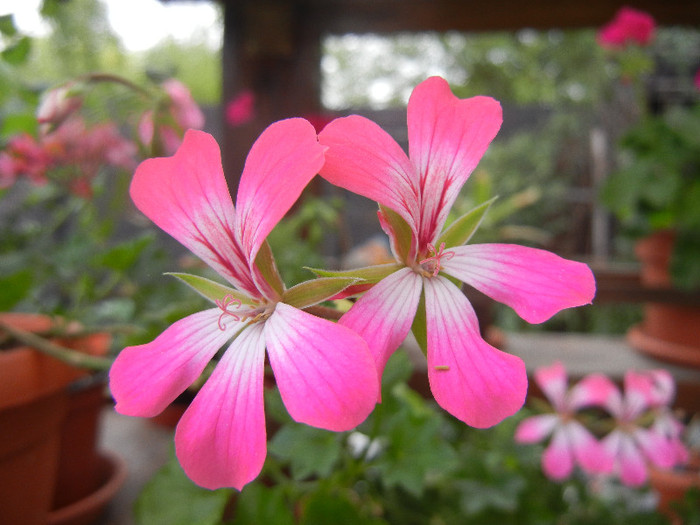 Ivy geranium Bicolor (2012, Sep.14) - Ivy-geranium Bicolor