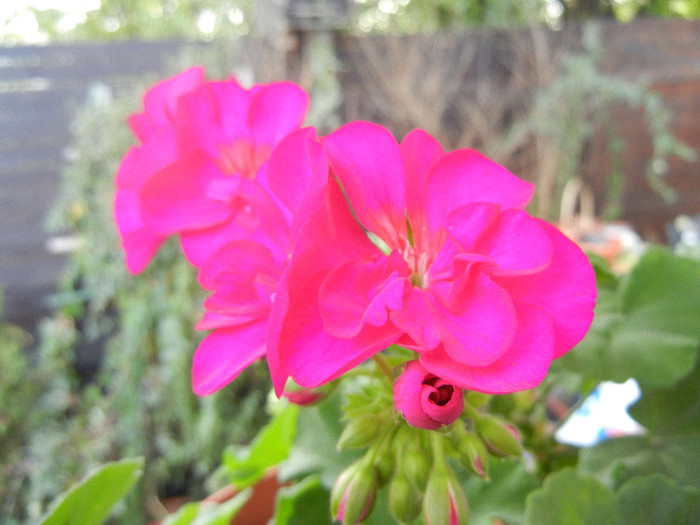 Bright Odette Geranium (2012, Sep.12)