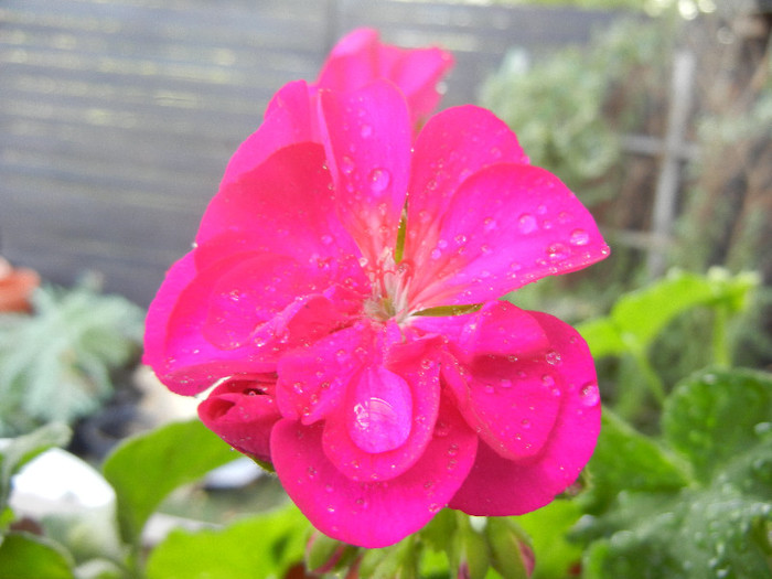 Bright Odette Geranium (2012, Sep.12)