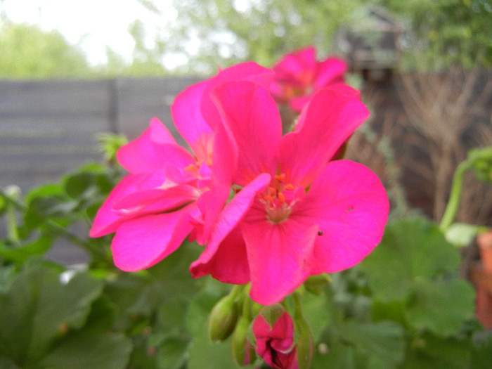 Bright Odette Geranium (2012, Sep.16)