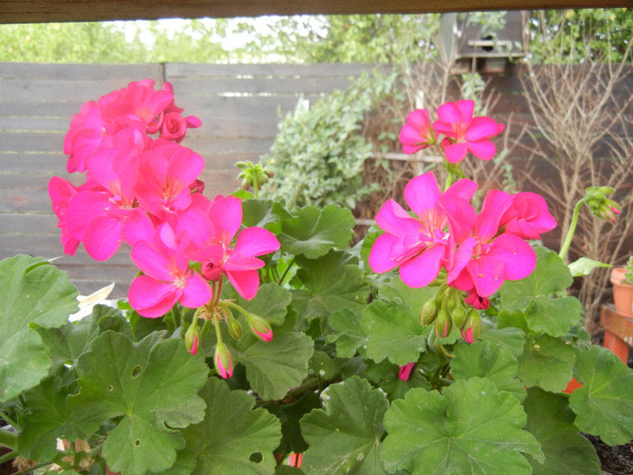 Bright Odette Geranium (2012, Sep.16)