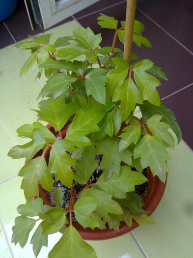 cissus - florile din balcon