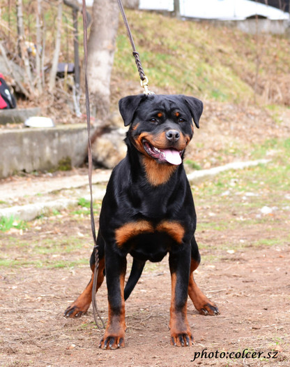 2stellla - rottweiler canisa adamsrott