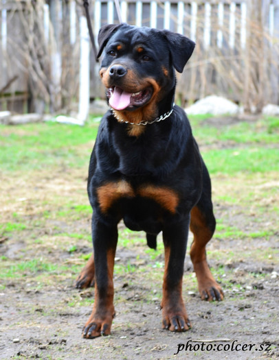 3stella - rottweiler canisa adamsrott