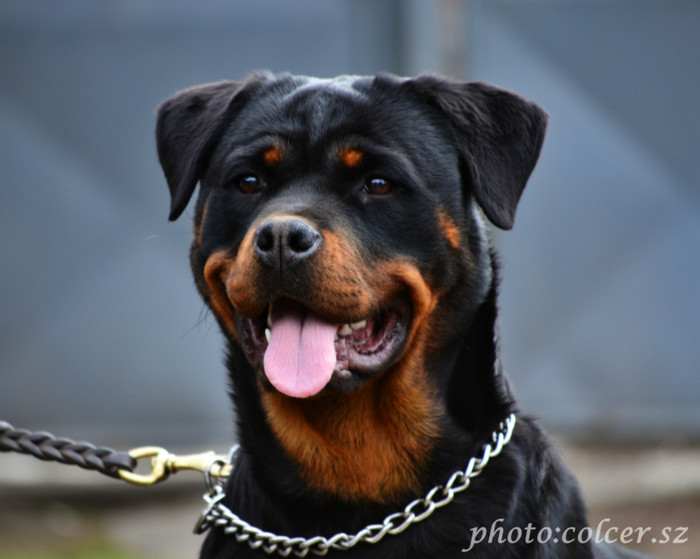 4stella - rottweiler canisa adamsrott