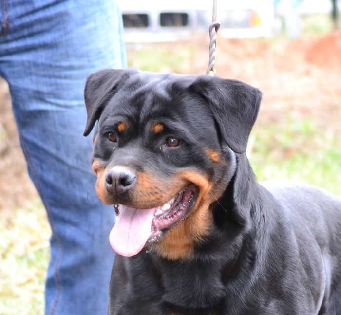 stella.. - rottweiler canisa adamsrott