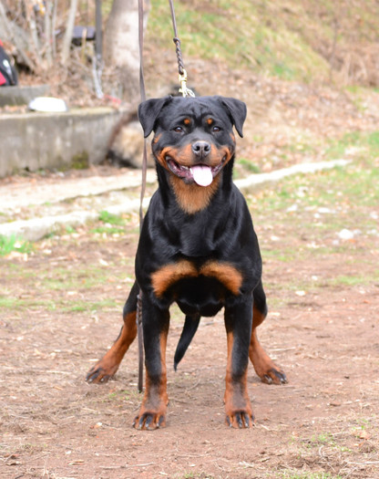 stella - rottweiler canisa adamsrott