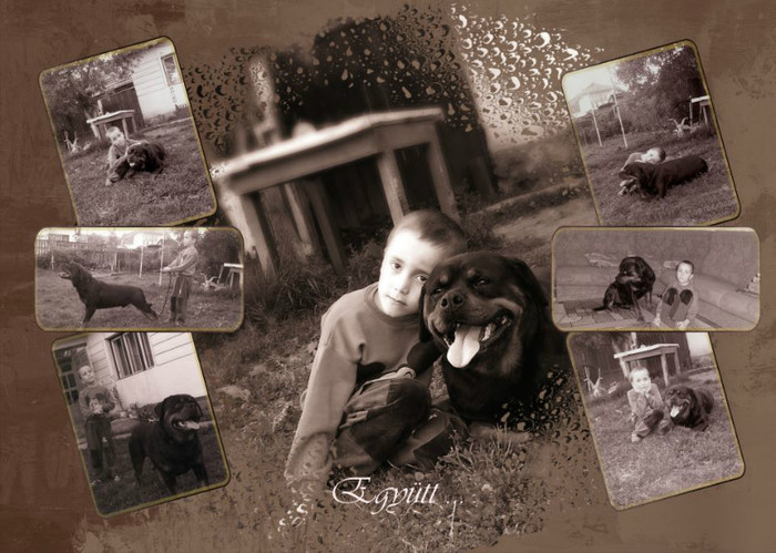 424595_411595278904834_494704820_n - rottweiler canisa adamsrott