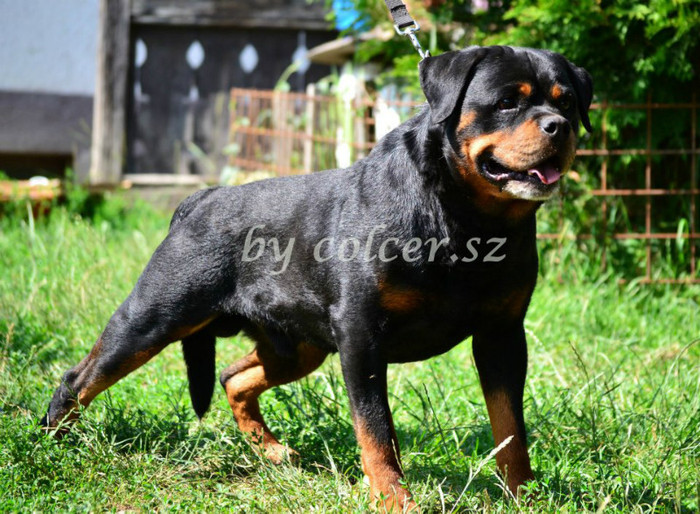 553947_387630694634626_791790145_n - rottweiler canisa adamsrott