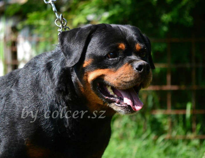 563440_387628414634854_632515778_n