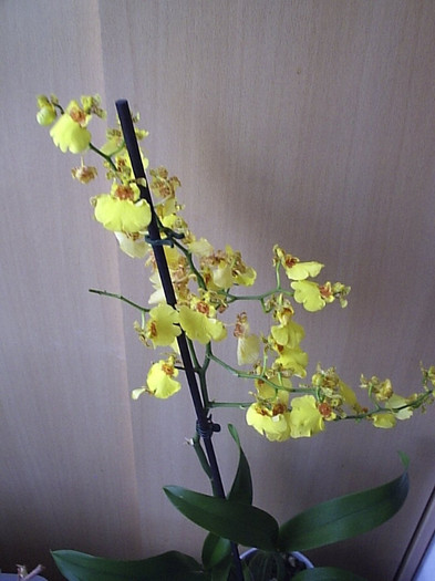 17.09.2012 - Oncidium