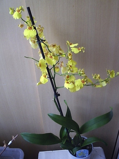 17.09.2012 - Oncidium