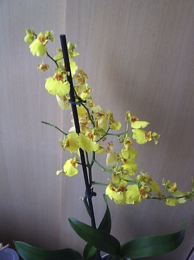 17.09.2012 - Oncidium